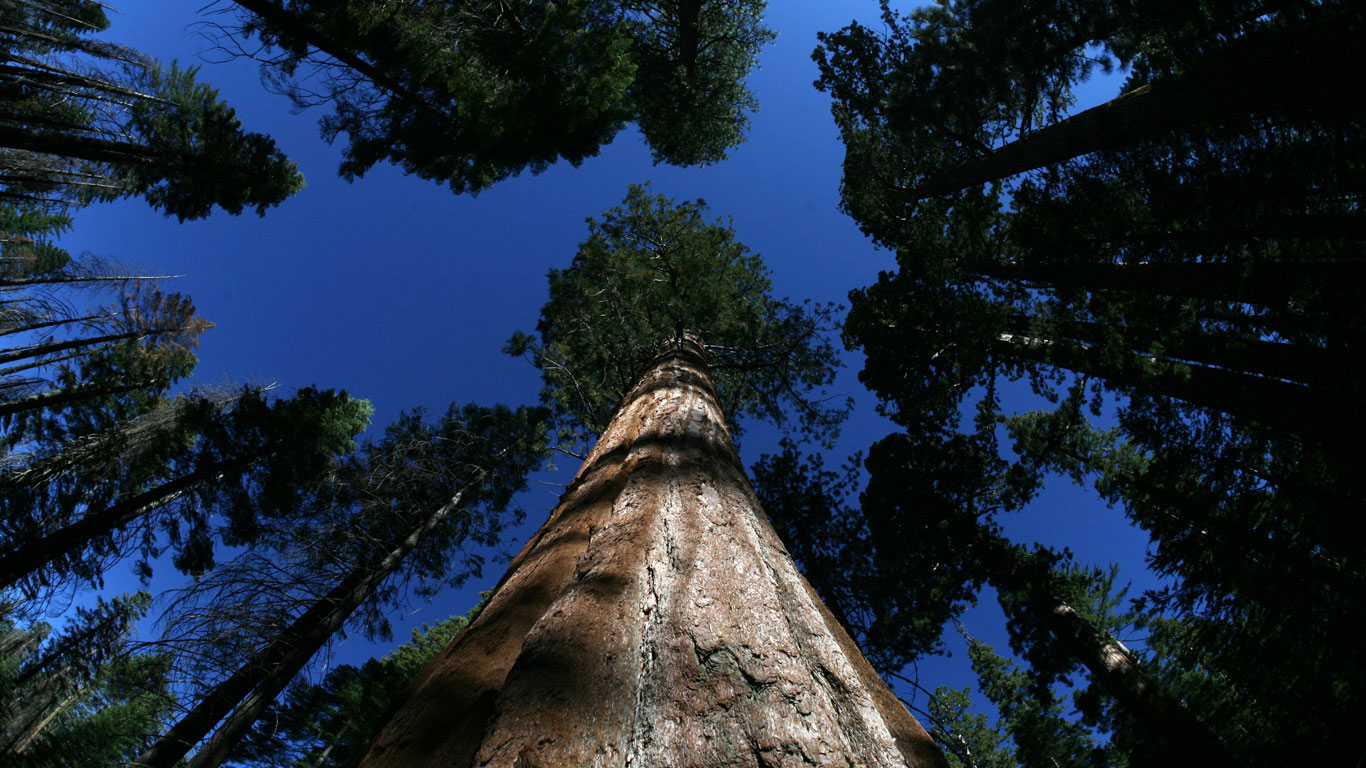 Лес секвойи в Калифорнии