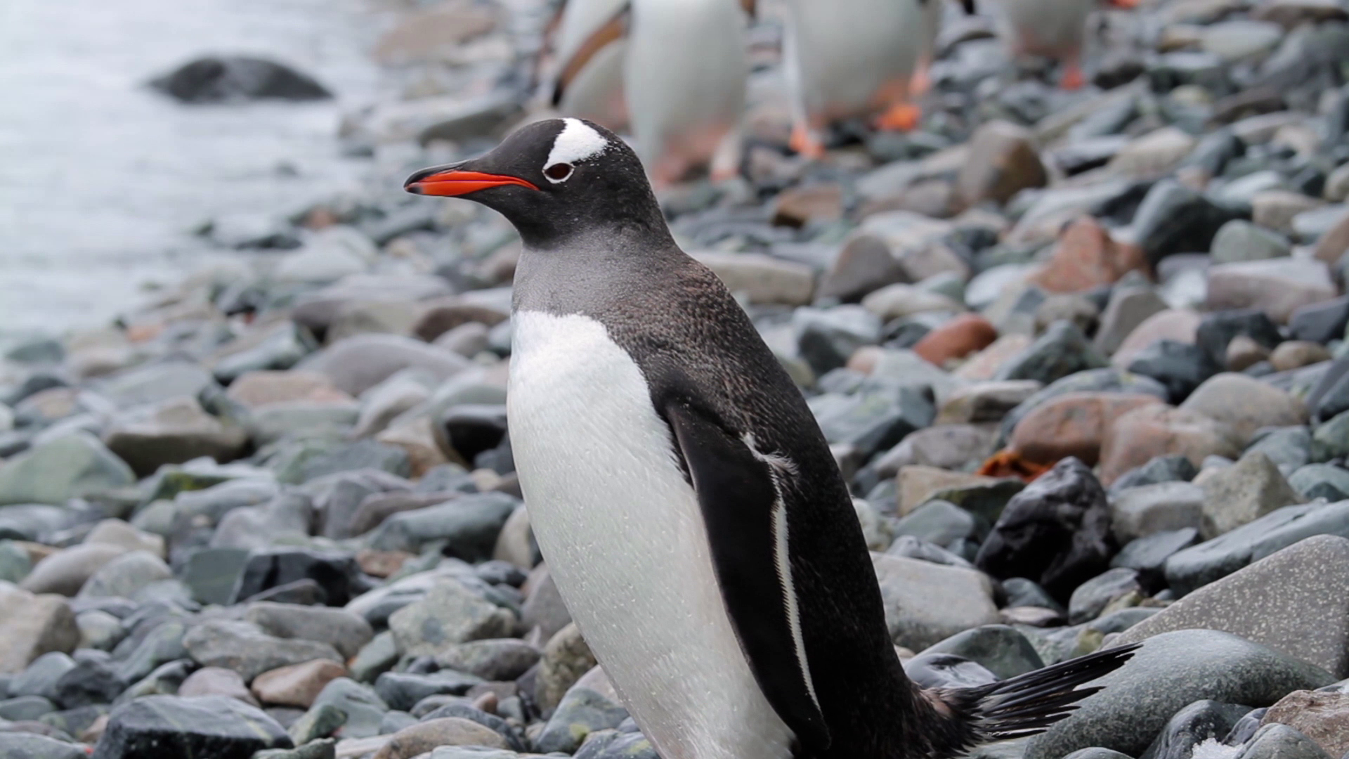 So bedroht die Klimakrise das Leben unserer Pinguine - Greenpeace